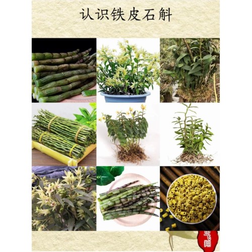 Bear.hh铁皮石斛粉320g*3罐