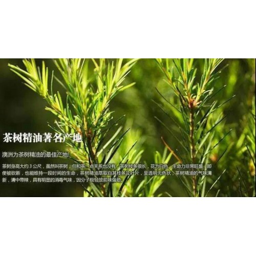 拍一发三 澳洲进口绿色溪谷沐浴露700g